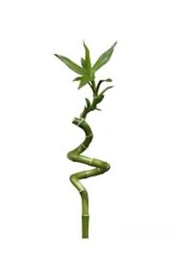 Şans Bambu Dalı