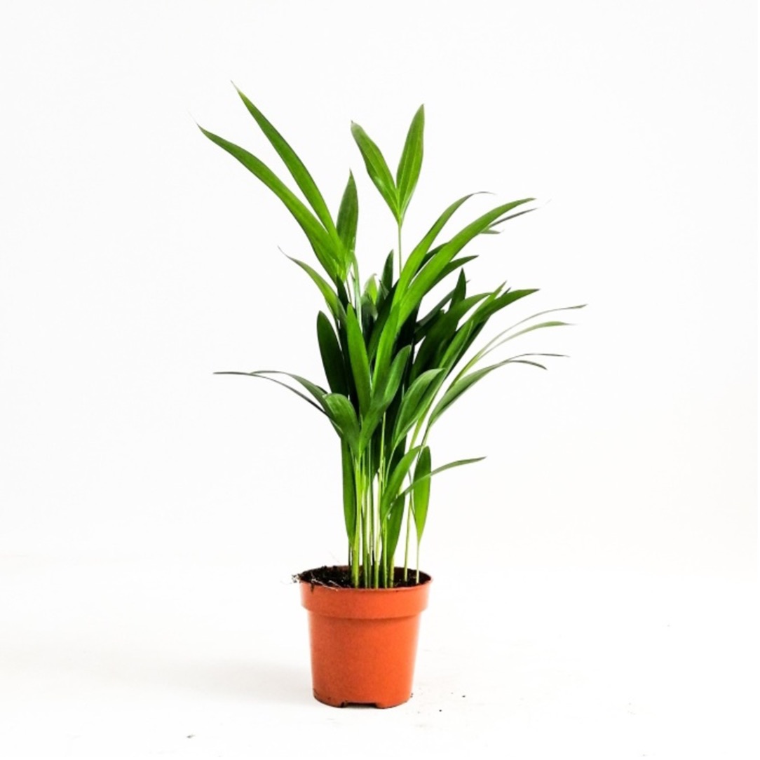 Areka Palmiyesi 30-40 cm